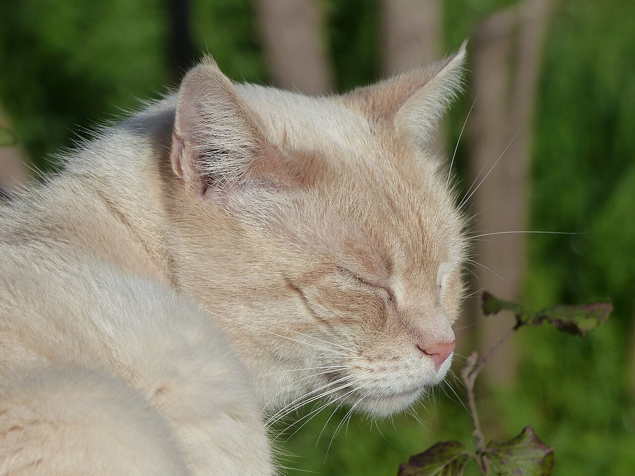 Why Do Siamese Cats Have Blue Eyes? The Surprising Truth