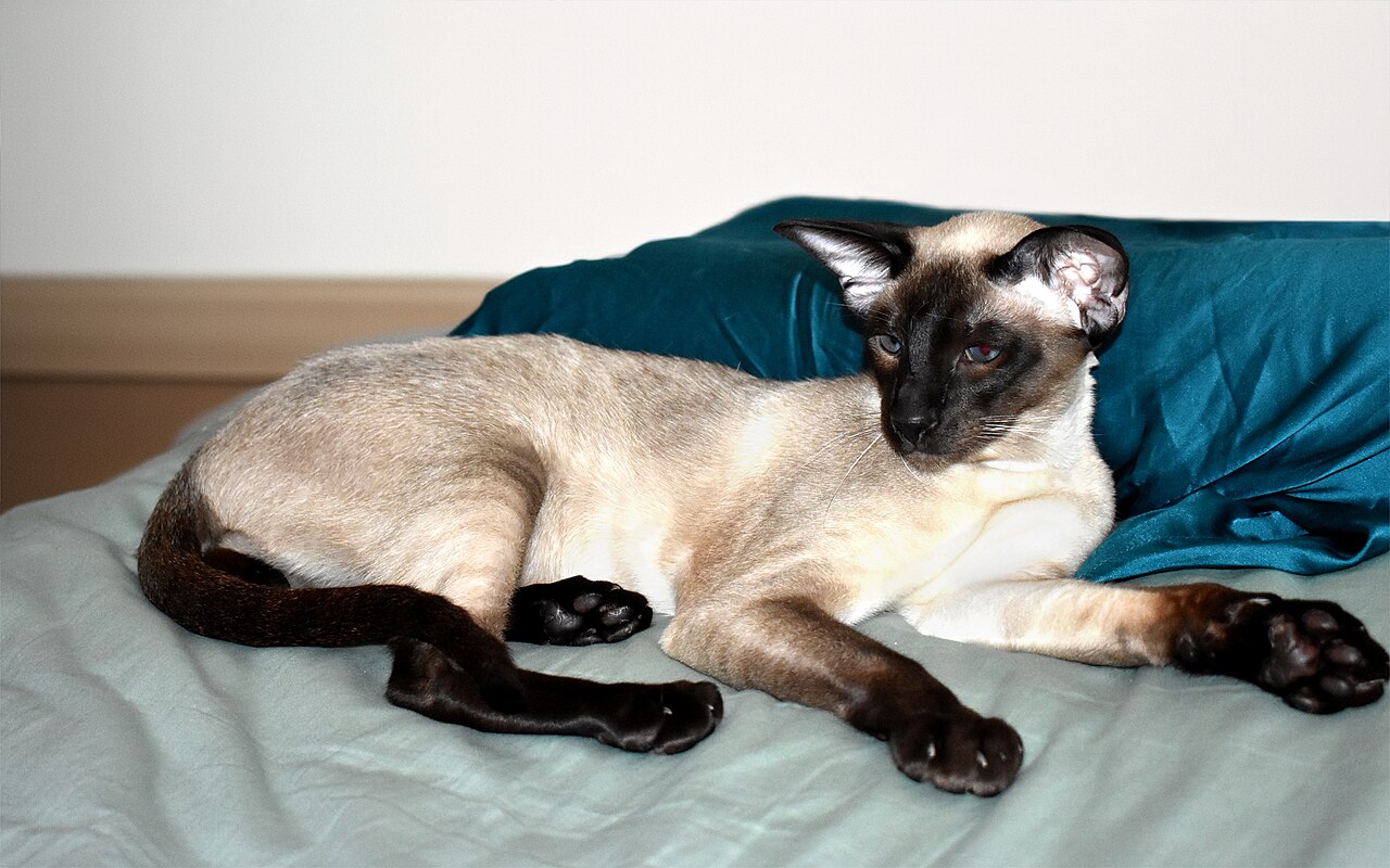 Why Do Siamese Cats Have Pointy Ears? The Truth