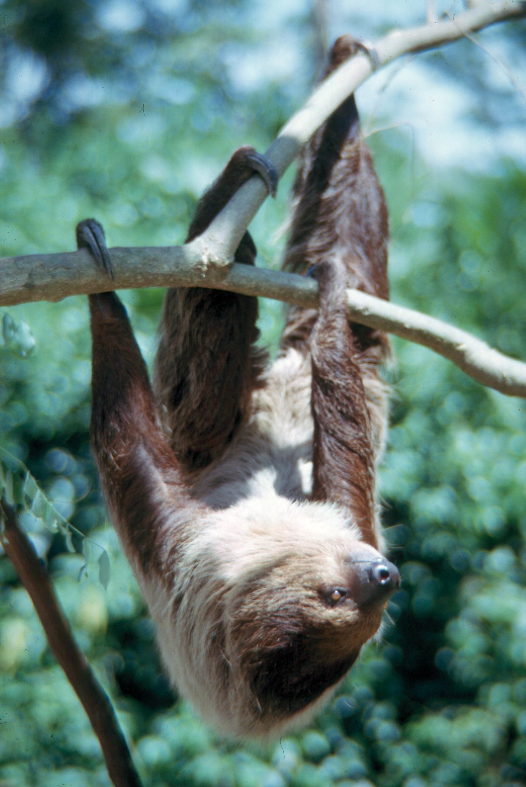 Why Do Sloths Move So Slowly? The Lazy Truth