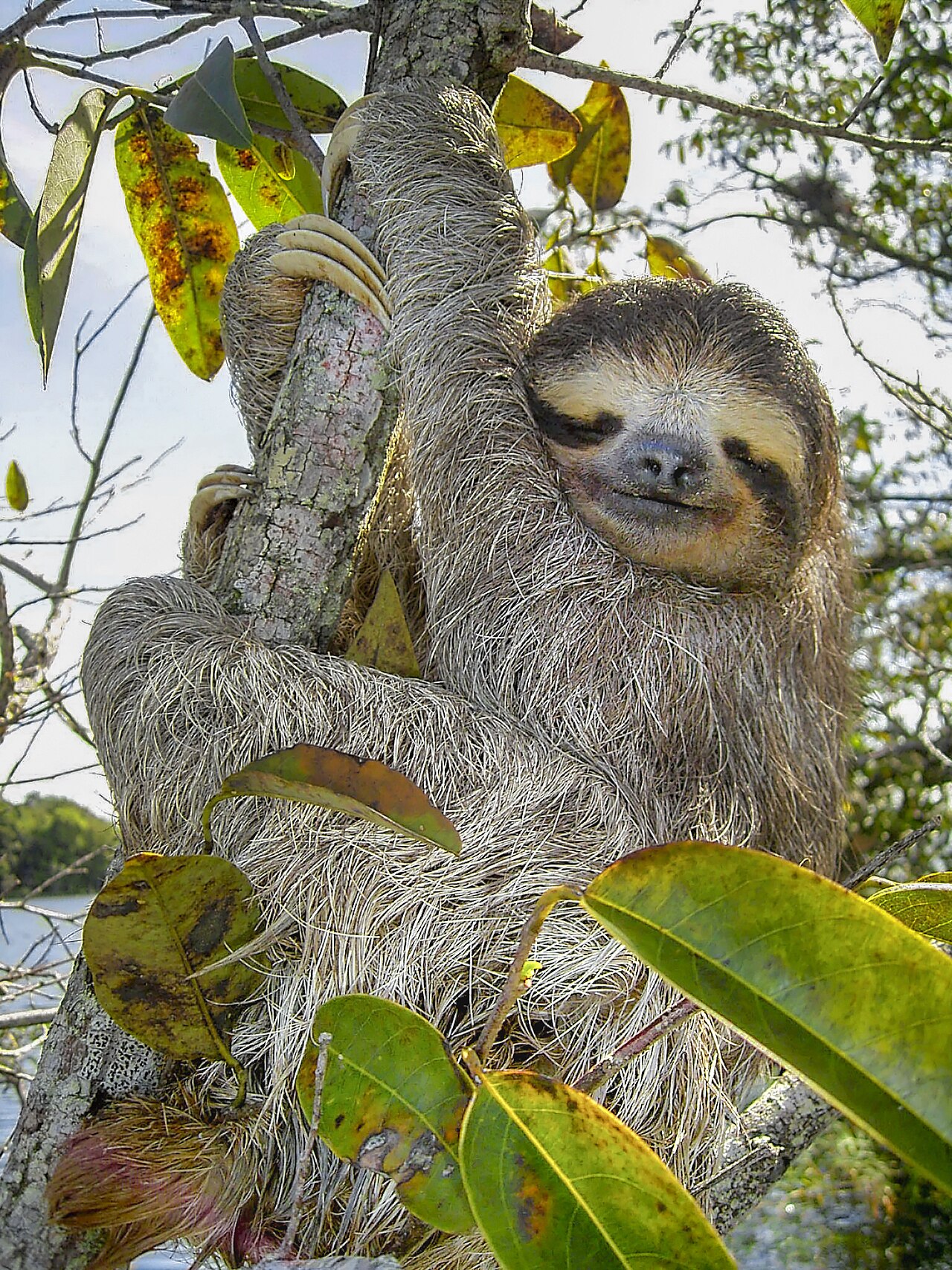Why Do Sloths Move So Slowly? The Surprising Truth
