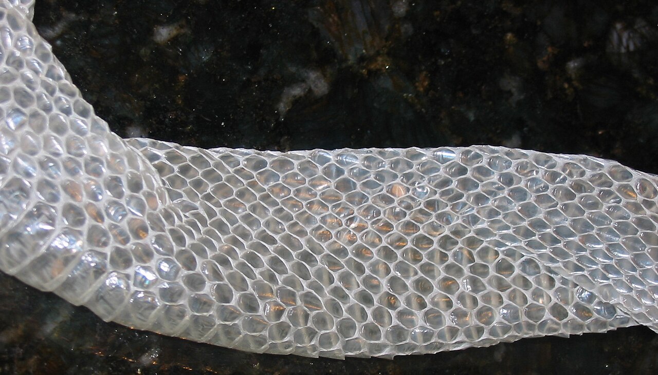 Why Do Snakes Shed Their Skin? The Real Reasons