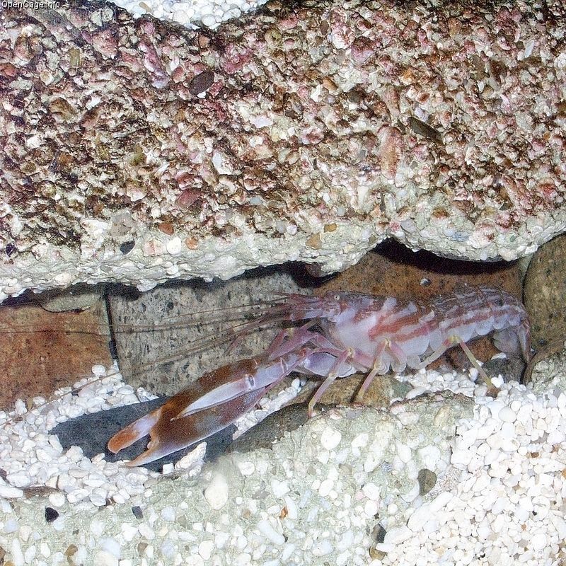 Why Do Snapping Shrimp Make That Loud Crack?