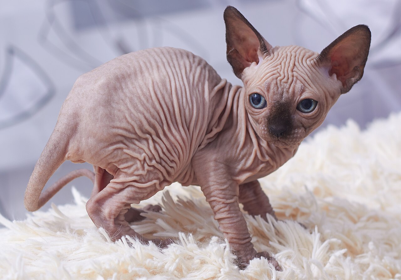 Why Do Sphynx Cats Have No Fur? The Surprising Truth