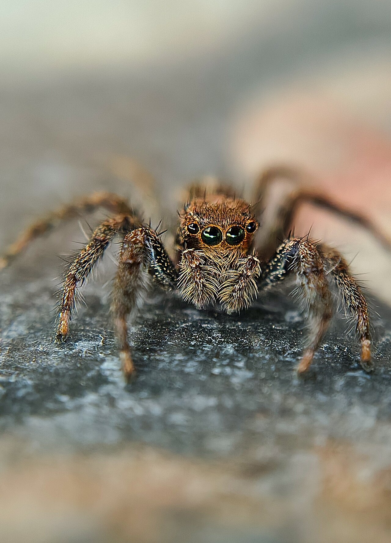Why Do Spiders Have Eight Legs? The Amazing Truth