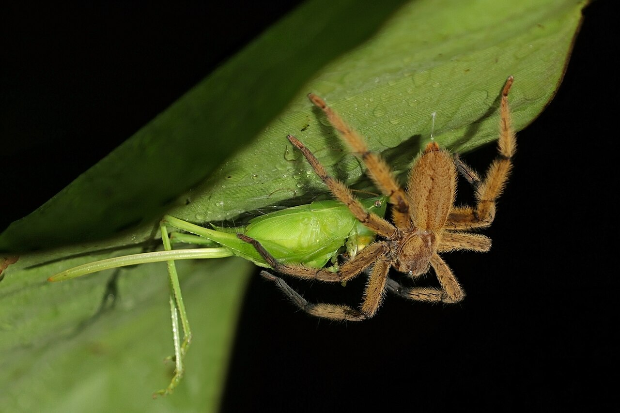 Why Do Spiders Have Eight Legs? The Evolutionary Truth