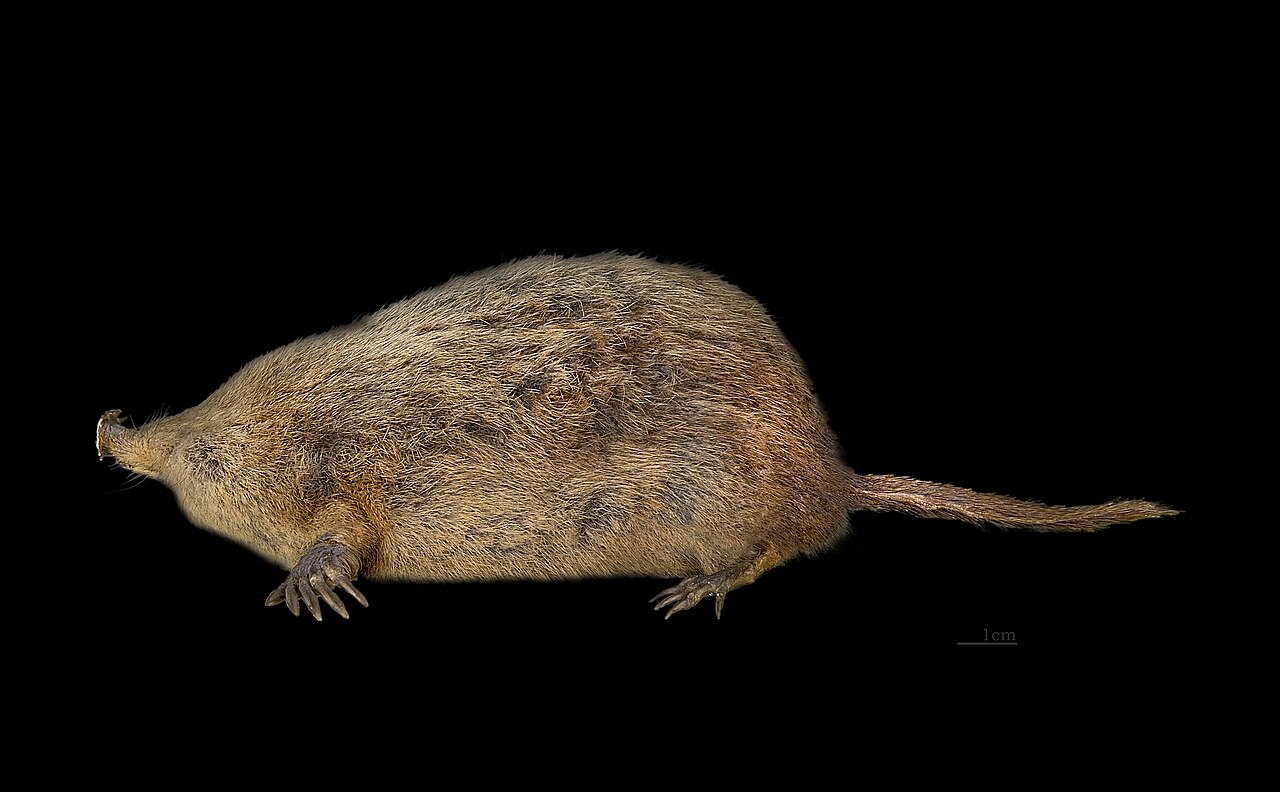 Why Do Star-Nosed Moles Have Tentacles? The Odd Truth