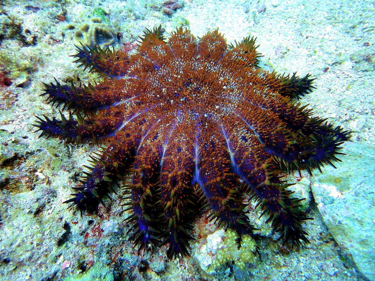 Why Do Starfish Regrow Arms? The Amazing Truth