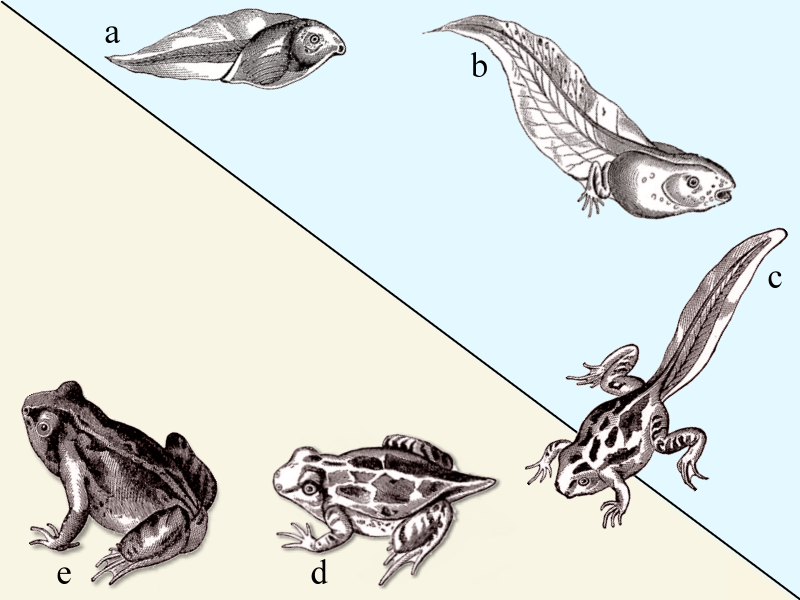 Why Do Tadpoles Lose Their Tails? The Metamorphosis Truth