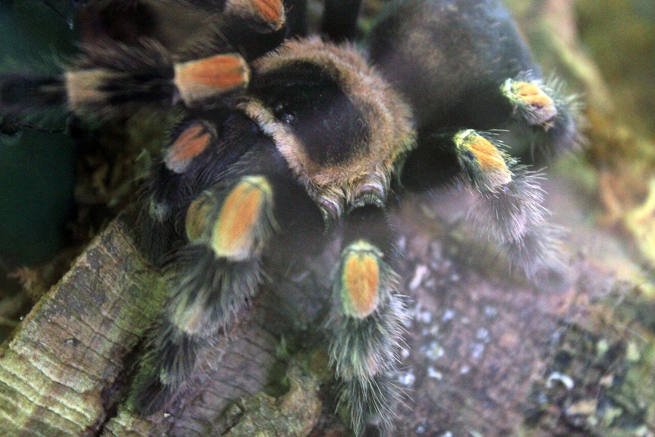 Why Do Tarantulas Have Hairs? The Itchy Truth