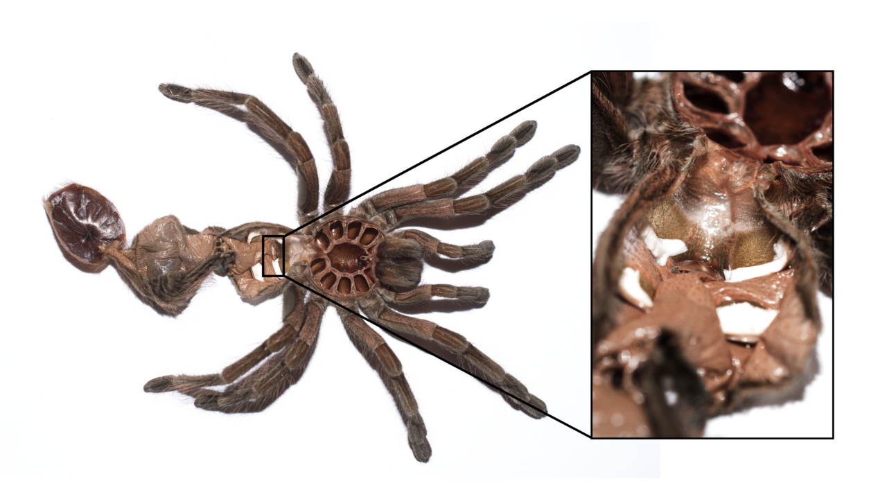 Why Do Tarantulas Molt? The Shedding Truth
