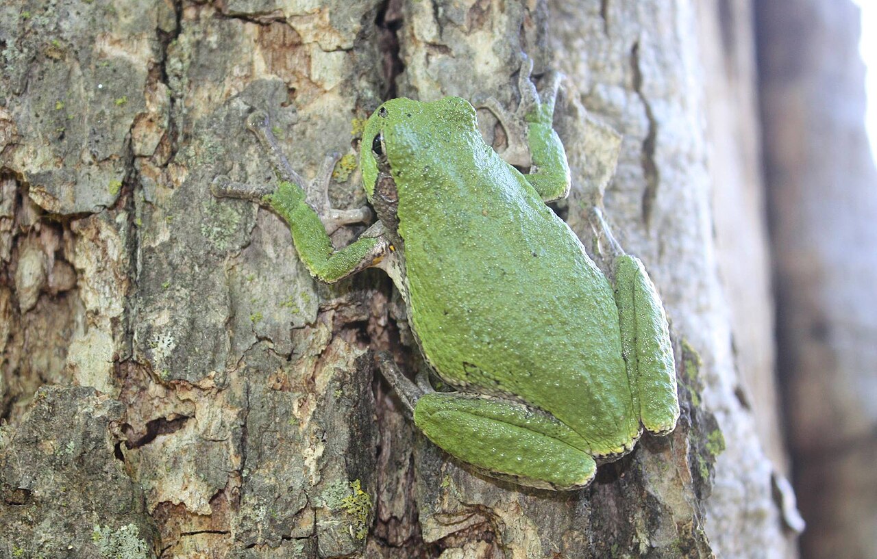 Why Do Tree Frogs Have Sticky Toe Pads? The Secret