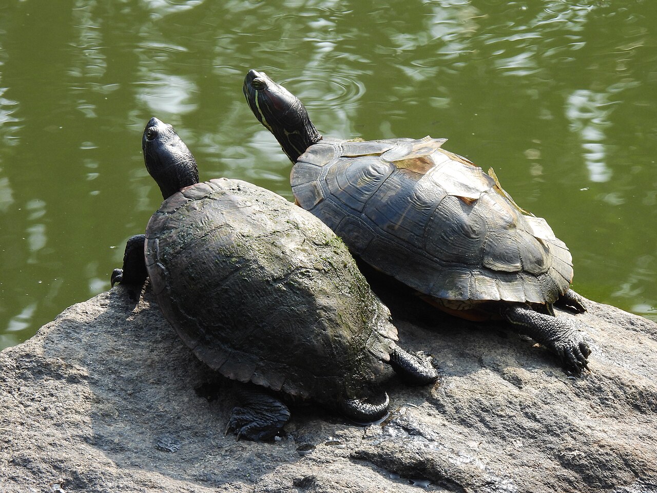 Why Do Turtles Have Shells? The Surprising Truth