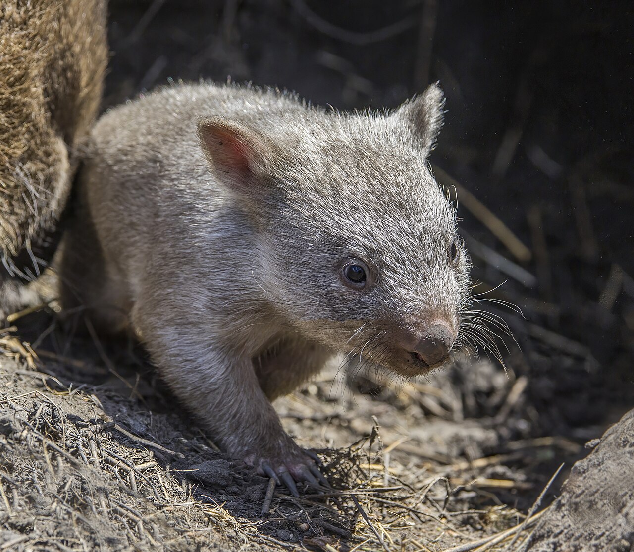 Why Do Wombats Have Cube-Shaped Poop? Fun Facts