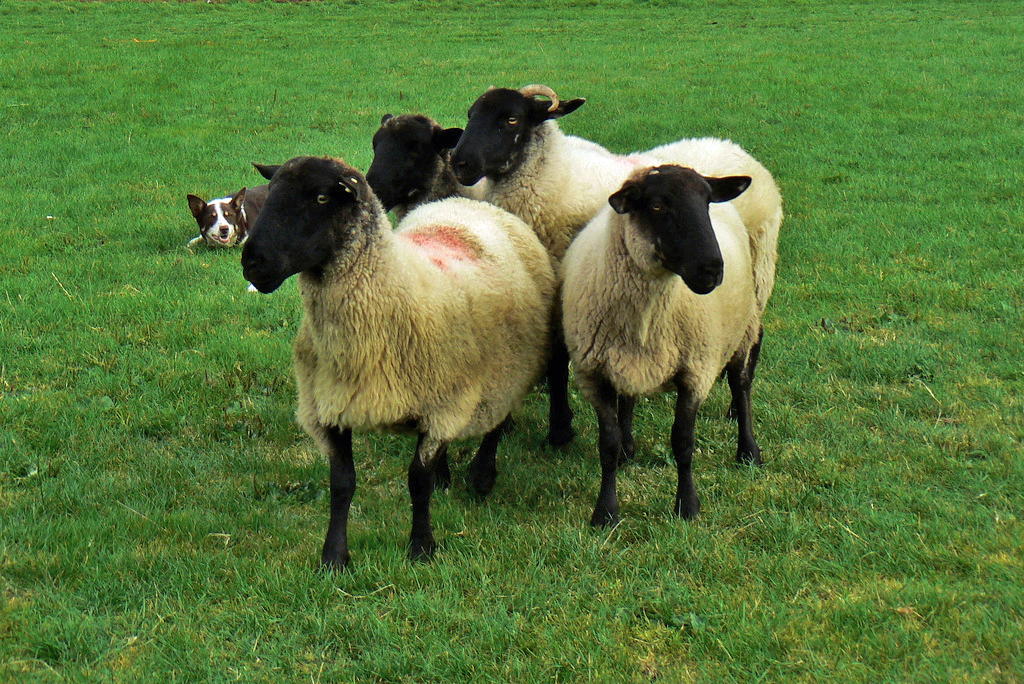 Why Do Working Dogs Herd: The Instinctive Truth