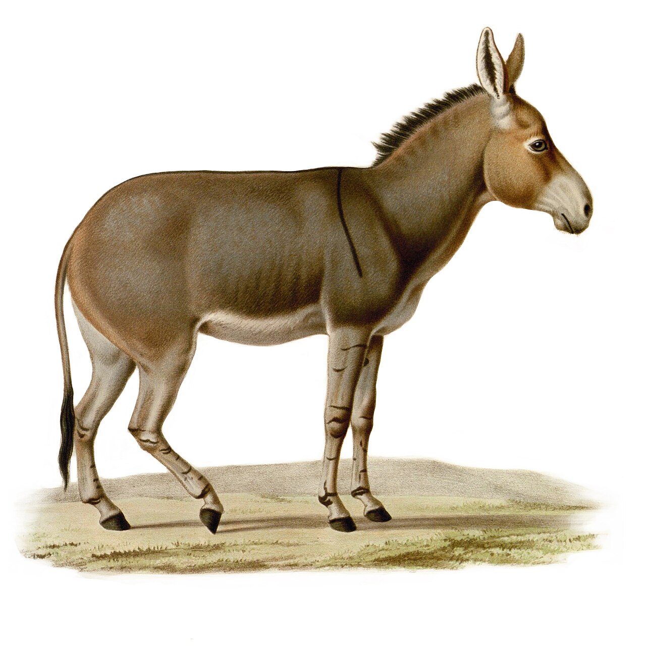 Why Donkeys Have Such Long Ears: The Surprising Truth