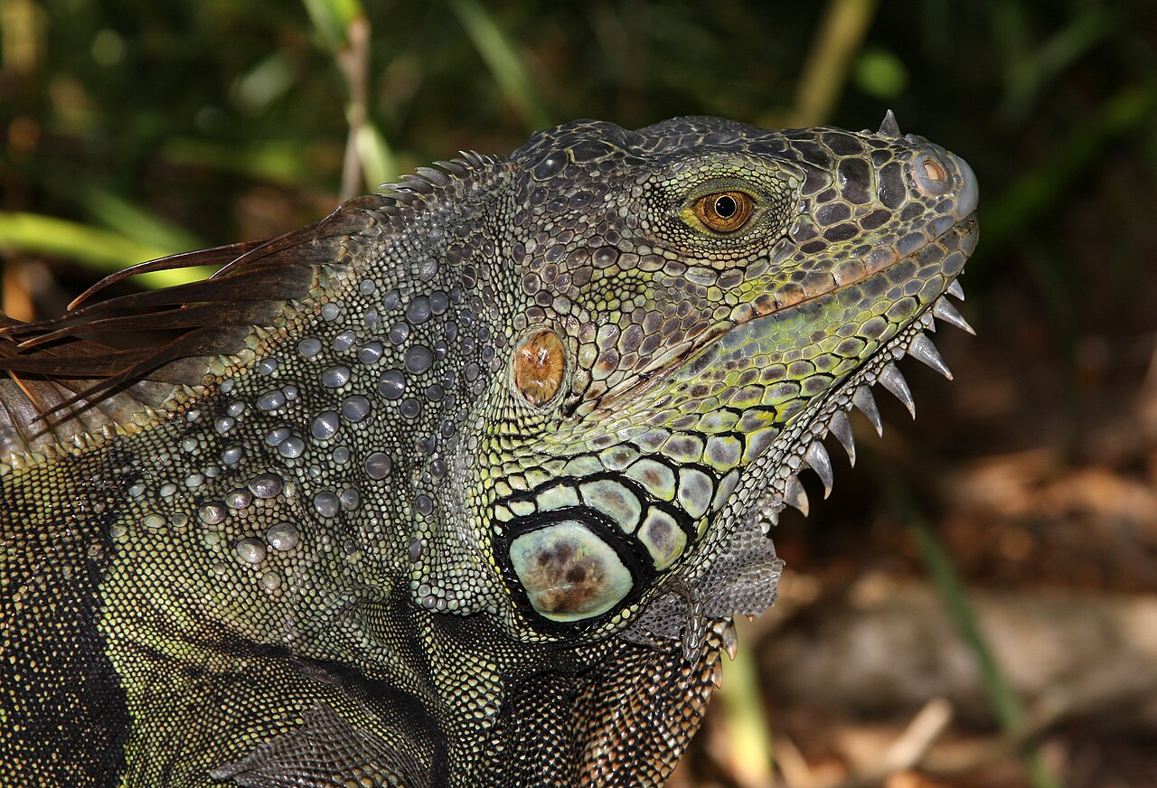 Why Iguanas Have a Hidden Third Eye: The Truth