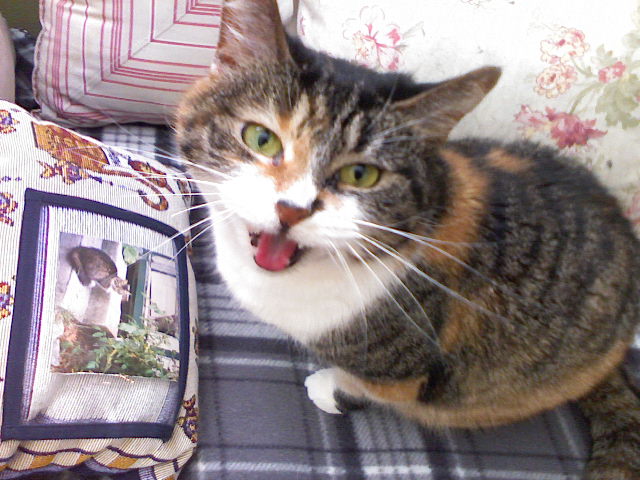 Why Is My Cat Meowing at Night? Causes & Fixes