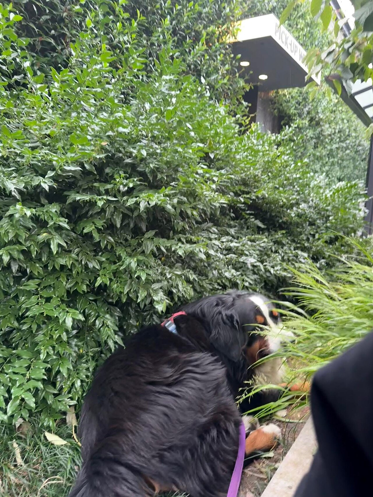 Why Is My Dog Eating Grass? 7 Surprising Reasons