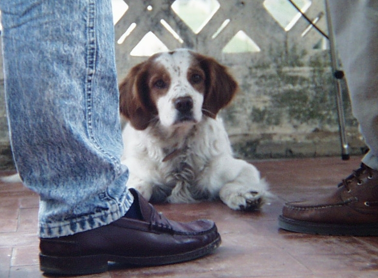 Why Is My Dog Limping? 7 Common Causes to Know