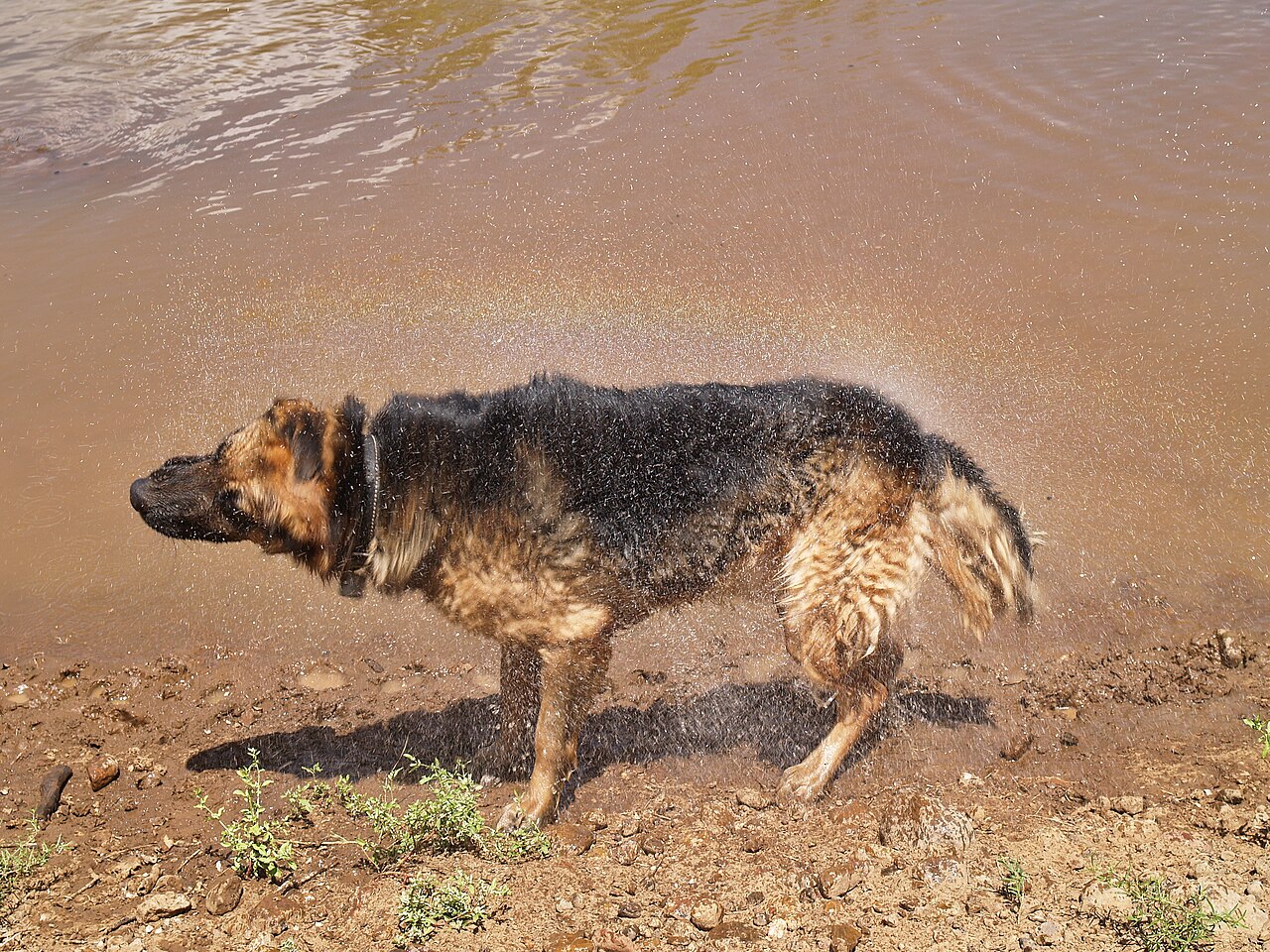 Why Is My Dog Shaking? Causes and When to Worry