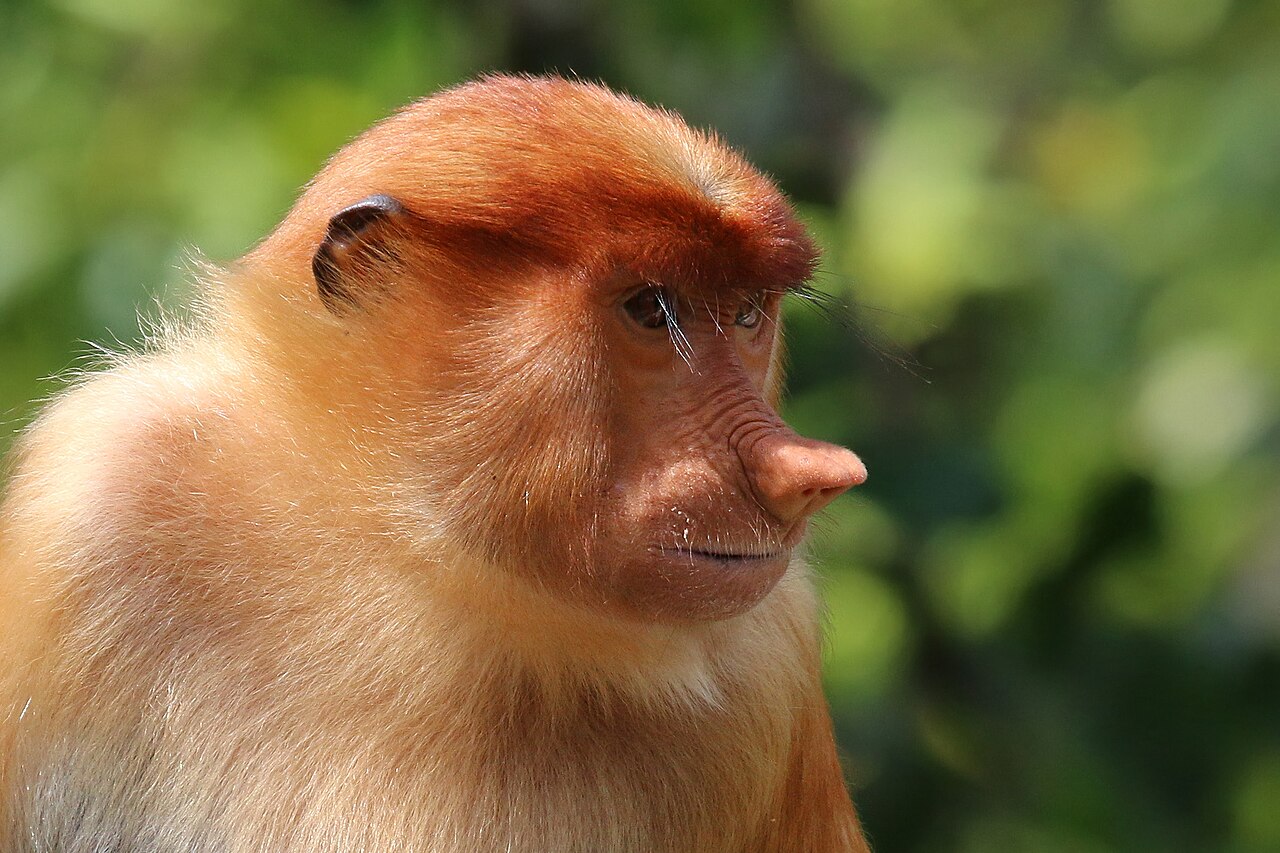 Why Proboscis Monkeys Have Such Big Noses