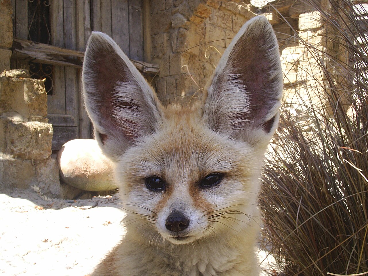 Why the Fennec Fox Has Enormous Ears