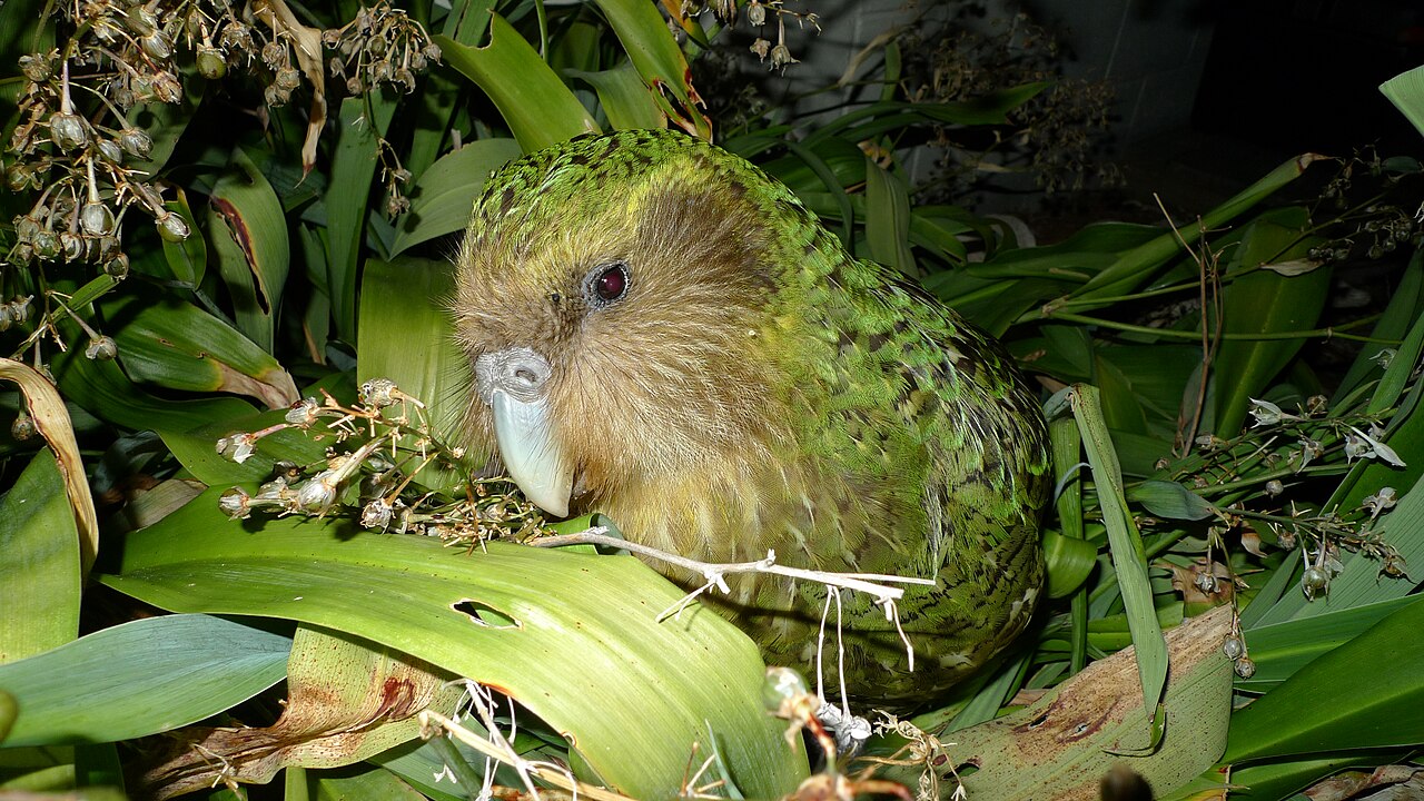 Why the Kakapo Is the World's Strangest Parrot