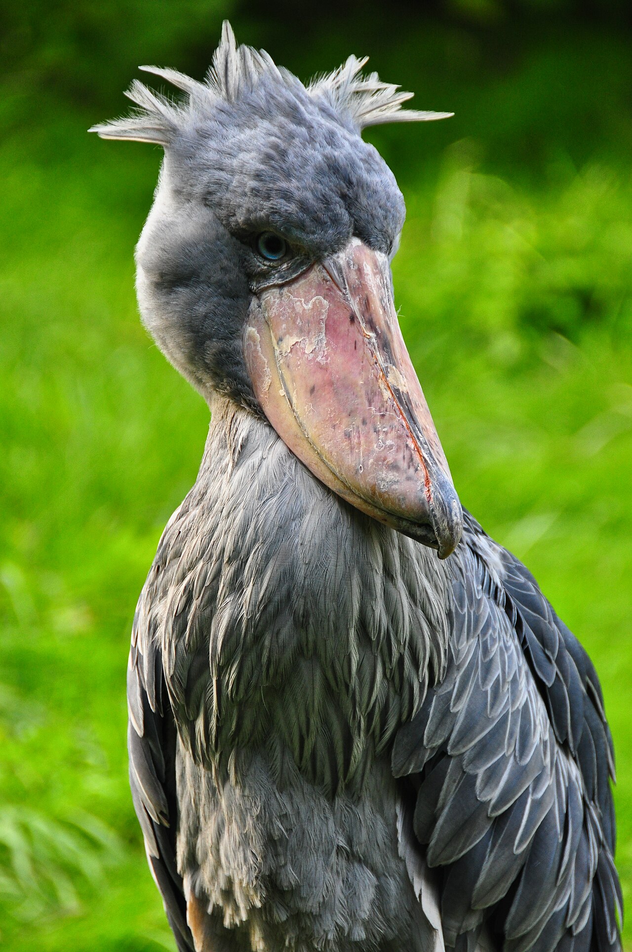 Why the Shoebill Stork Has Such a Massive Beak