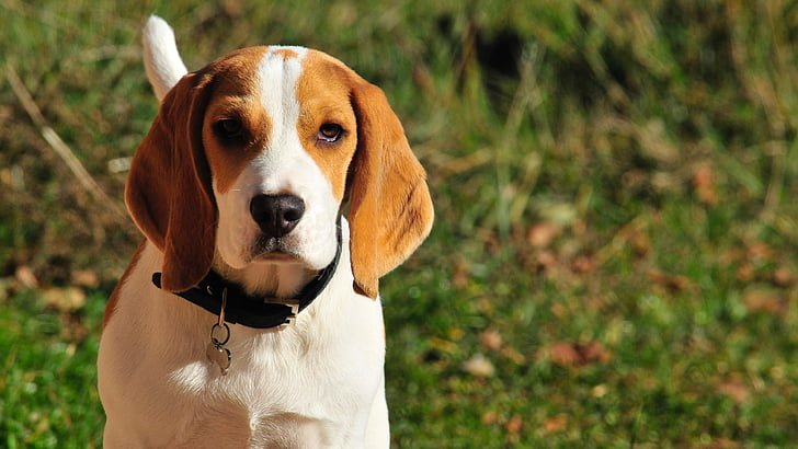 beagle dog price