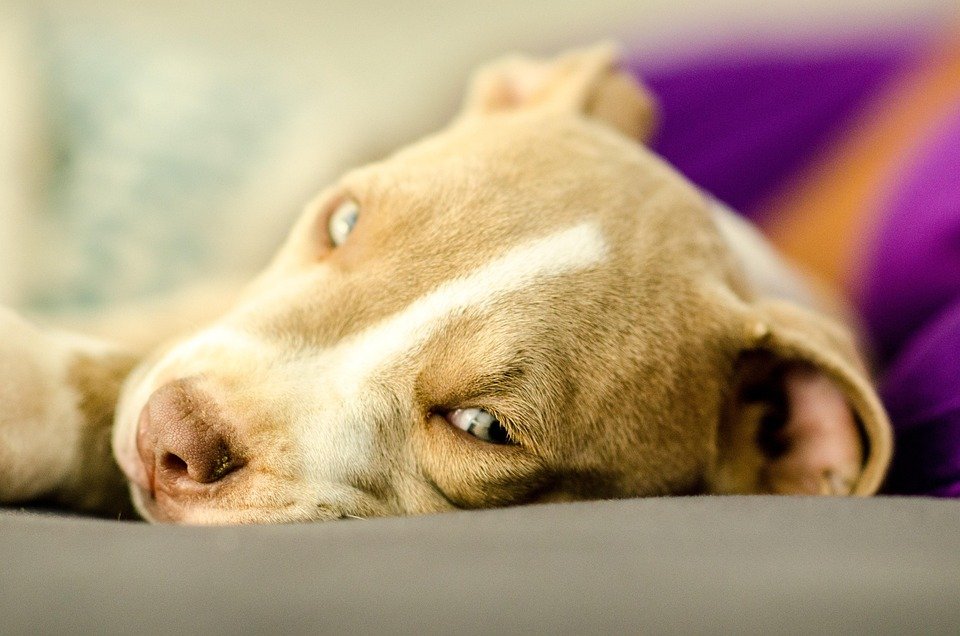 diet for dogs with seizures