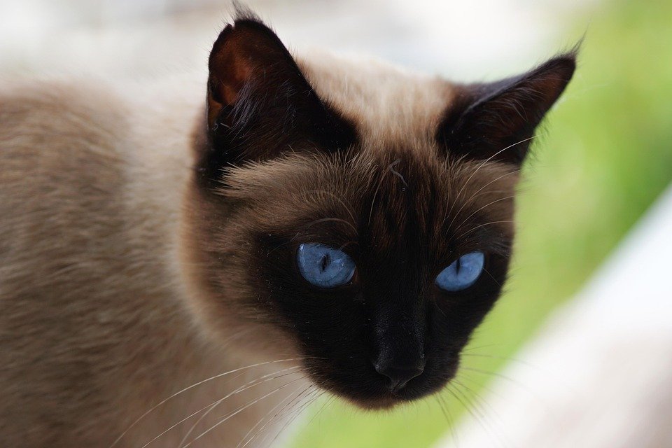 siamese cat price